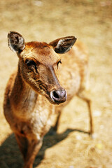 A close up photo of a beautiful doe.