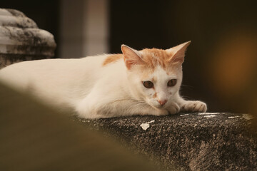 A cinematic portrait of a cat