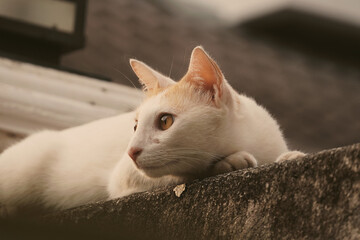 A cinematic portrait of a cat