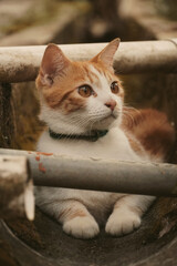 A cinematic portrait of a cat