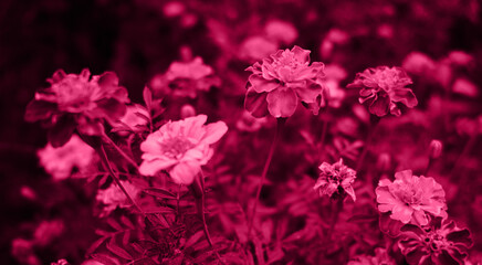 Garden flowerbed. Blurred soft background. A group of small Viva magenta color of 2023 year decorative garden flowers, side view. Beautiful little red flowers with bushes around.
