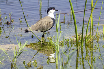 Spur-winged lapwing