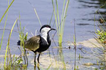 Spur-winged lapwing