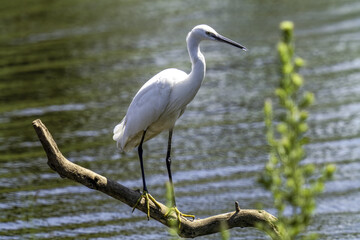 great white heron