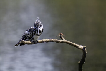 kingfisher on branch
