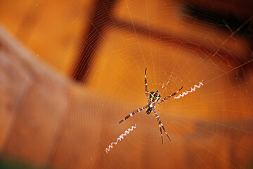 a spider perched on its web, with a blurred background