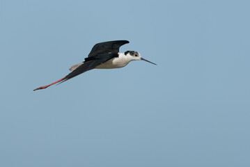 Stelzenläufer, Black-winged stilt, Himantopus himantopus