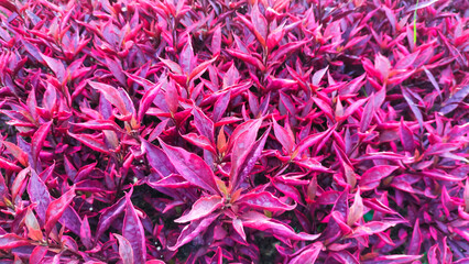 Wallpaper photo of Brazilian Red Hot (Alternanthera Dentata) plant