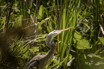 Great Blue Heron Watches Dragonflies