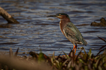 Green Heron stands on a branch in the marsh