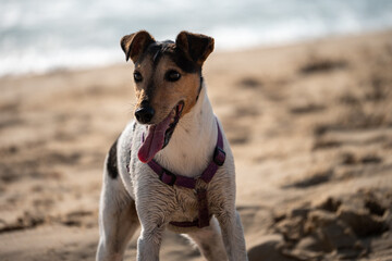 chien Jack russel à la plage