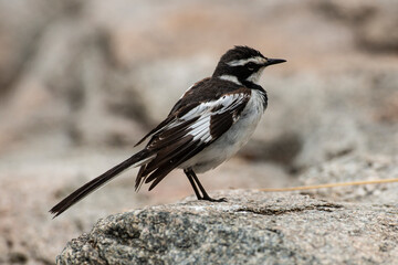 Bergeronnette pie,.Motacilla aguimp, African Pied Wagtail