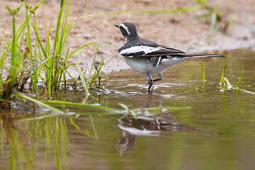 Bergeronnette pie,.Motacilla aguimp, African Pied Wagtail