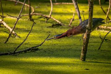 Green Heron fishes from a dead tree branch