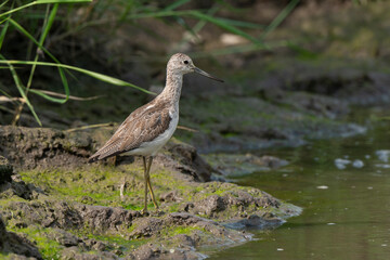 Chevalier aboyeur,.Tringa nebularia; Common Greenshank