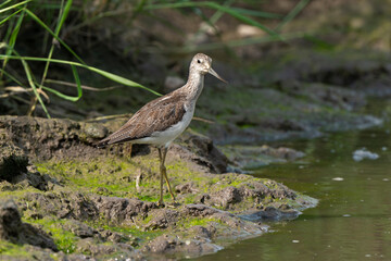 Chevalier aboyeur,.Tringa nebularia; Common Greenshank