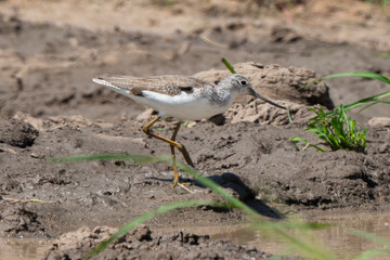 Chevalier aboyeur,.Tringa nebularia; Common Greenshank