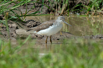 Chevalier aboyeur,.Tringa nebularia; Common Greenshank