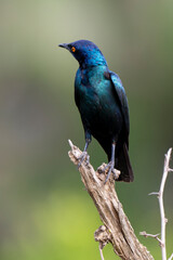 Choucador à épaulettes, rouges,.Lamprotornis nitens; Cape Starling