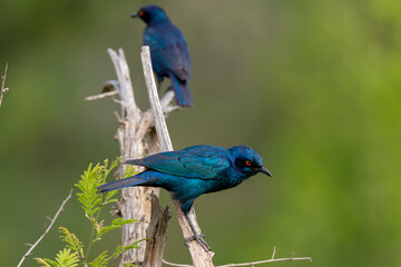 Choucador à épaulettes, rouges,.Lamprotornis nitens; Cape Starling