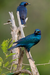 Choucador à épaulettes, rouges,.Lamprotornis nitens; Cape Starling