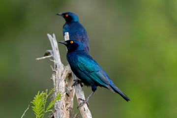 Choucador à épaulettes, rouges,.Lamprotornis nitens; Cape Starling