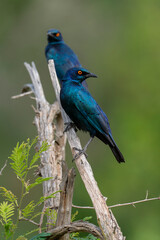 Choucador à épaulettes, rouges,.Lamprotornis nitens; Cape Starling