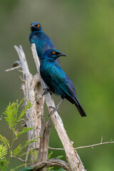 Choucador à épaulettes, rouges,.Lamprotornis nitens; Cape Starling