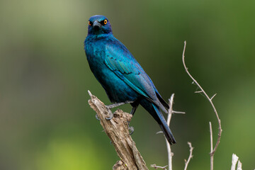 Choucador à épaulettes, rouges,.Lamprotornis nitens; Cape Starling