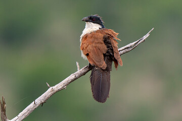 Coucal de Burchell,.Centropus burchellii, Burchell's Coucal