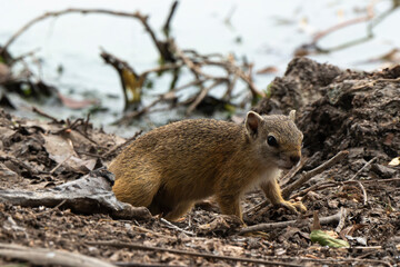 Ecureuil de Smith, Paraxerus cepapi, Afrique du Sud
