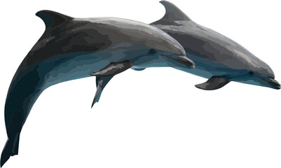 Dolphin design with a transparent background