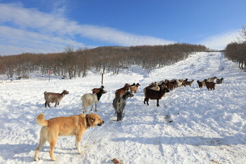Fototapeta na wymiar goats chasing food in harsh winter conditions