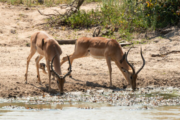 Impala, male, Aepyceros melampus