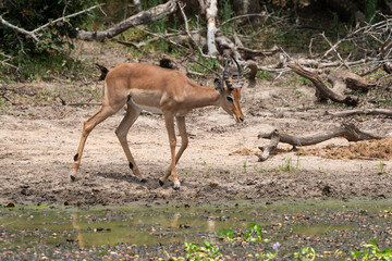 Impala, male, Aepyceros melampus