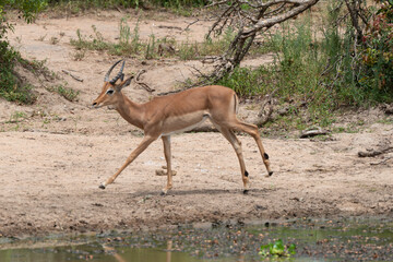 Impala, male, Aepyceros melampus
