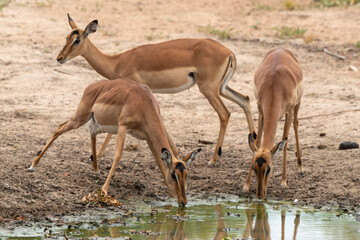 Impala, male, Aepyceros melampus
