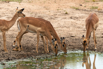 Impala, male, Aepyceros melampus