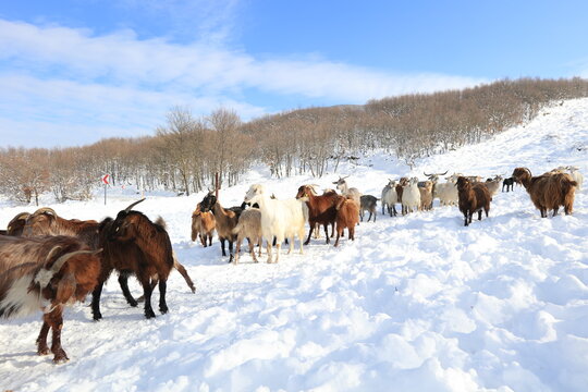 goats chasing food in harsh winter conditions