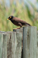 Martin triste,.Acridotheres tristis, Common Myna