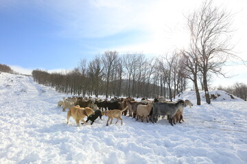 goats chasing food in harsh winter conditions