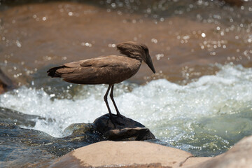 Ombrette africaine,. Scopus umbretta, Hamerkop