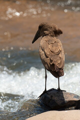 Ombrette africaine,. Scopus umbretta, Hamerkop