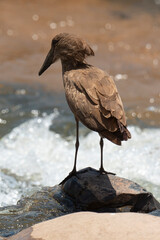 Ombrette africaine,. Scopus umbretta, Hamerkop