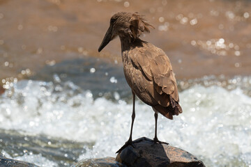 Ombrette africaine,. Scopus umbretta, Hamerkop