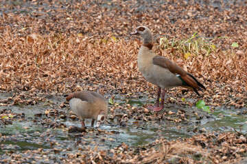 Ouette d'Egypte, Oie d'Egypte, Alopochen aegyptiaca, Egyptian Goose