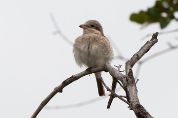 Pie grièche écorcheur,. immature, Lanius collurio, Red backed Shrike