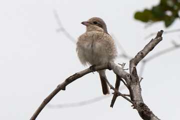 Pie grièche écorcheur,. immature, Lanius collurio, Red backed Shrike