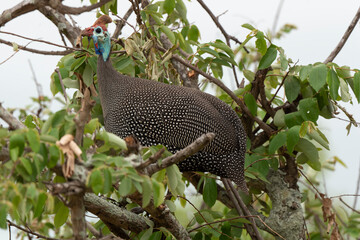 Pintade de Numidie,.Numida meleagris, Helmeted Guineafow