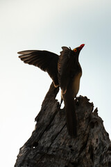 Piqueboeuf à bec rouge, Red billed Oxpecker, Buphagus erythrorhynchus